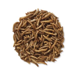 Noraz MealWorms
