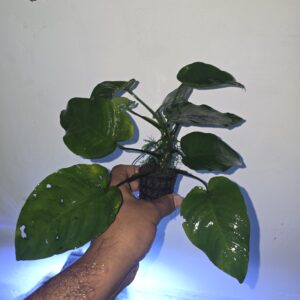 Anubias Barteri 12 Inch