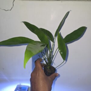 Anubias Lanceolata 12inch